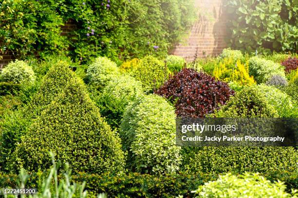 beautiful evergreen topiary shaped shrubs in an english garden border in soft sunshine - 常緑樹 ストックフォトと画像