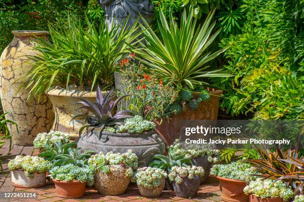 an arrangement of terracotta pots in an english garden, planted with succulent plants - potted plant stock pictures, royalty-free photos & images