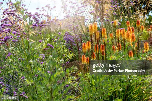 kniphofia 'fiery fred'. orange summer flowers also known as red hot poker or torch lily, planted with purple verbena bonariensis - eisenkraut stock-fotos und bilder