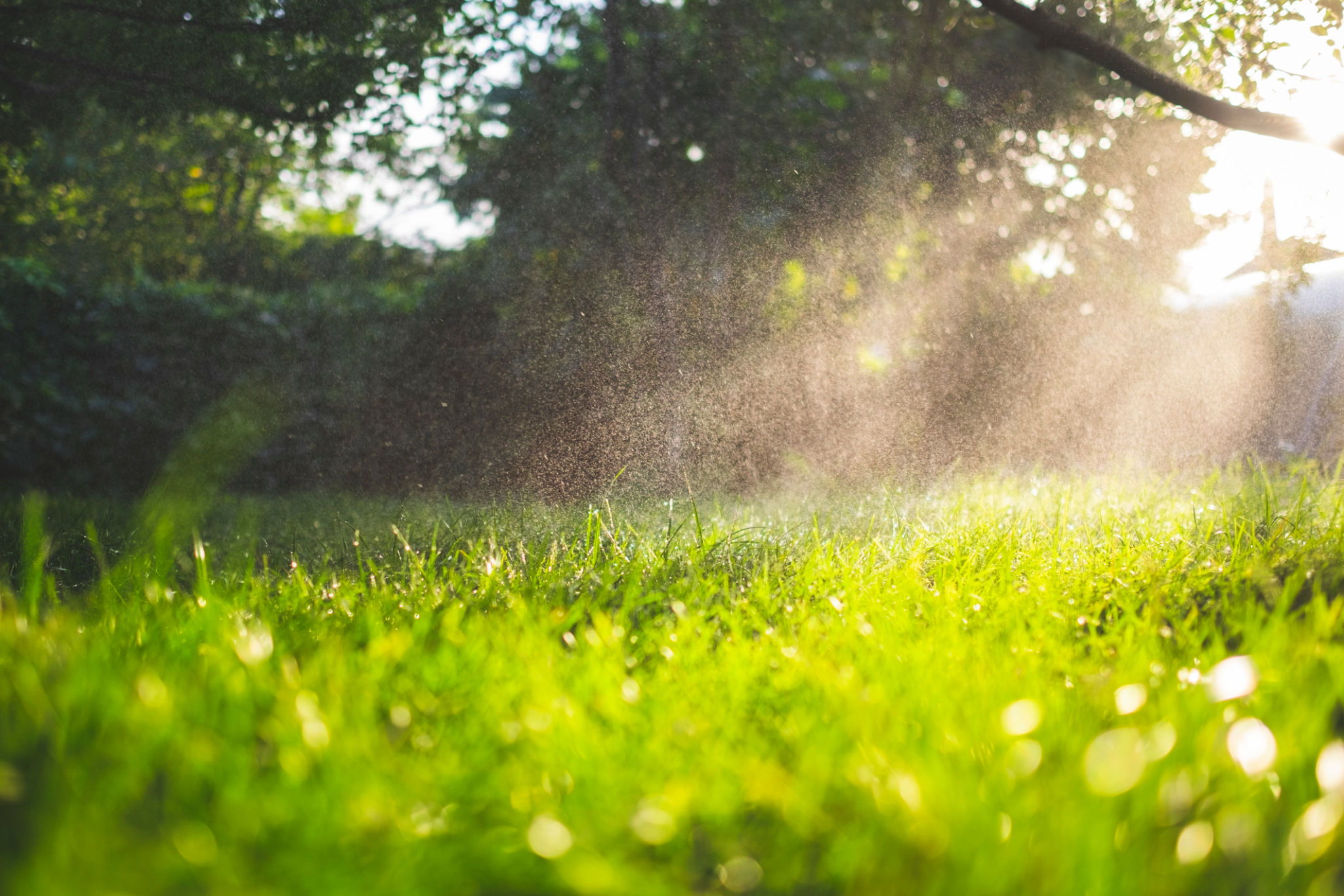 summer lawn watering