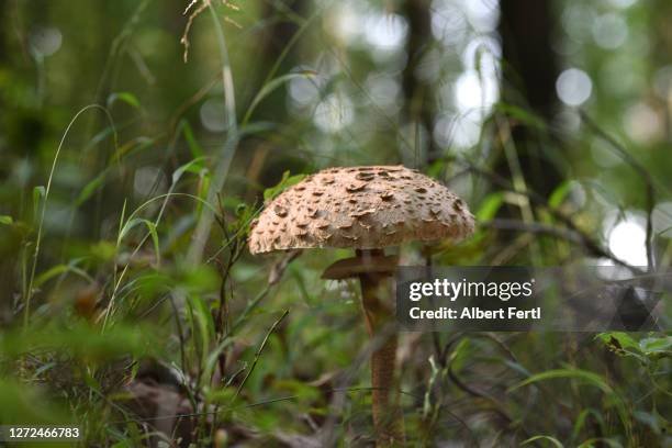 parasol - macrolepiota procera stock pictures, royalty-free photos & images