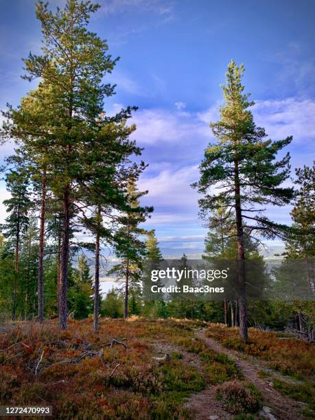 evening walk in the woods - spruce tree stock pictures, royalty-free photos & images