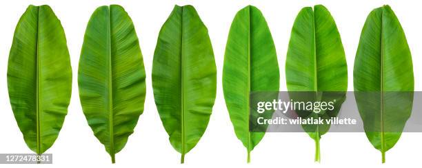 banana leaf  on white background. - banana plant isolated white stock pictures, royalty-free photos & images