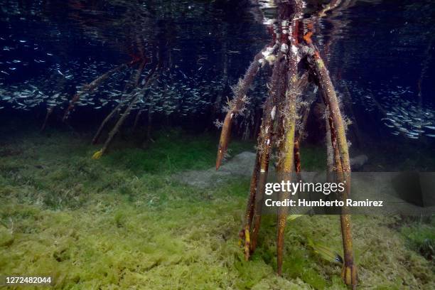 red mangrove roots. - tube worm stock pictures, royalty-free photos & images