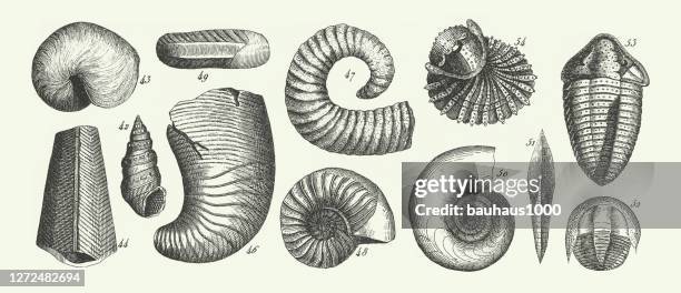 historische vintage, fossilien des übergangs schiefer, fossilien der karbonzeit, fossilien und darstellung von tieren der lias gravur antike illustration, veröffentlicht 1851 - paleozoic era stock-grafiken, -clipart, -cartoons und -symbole