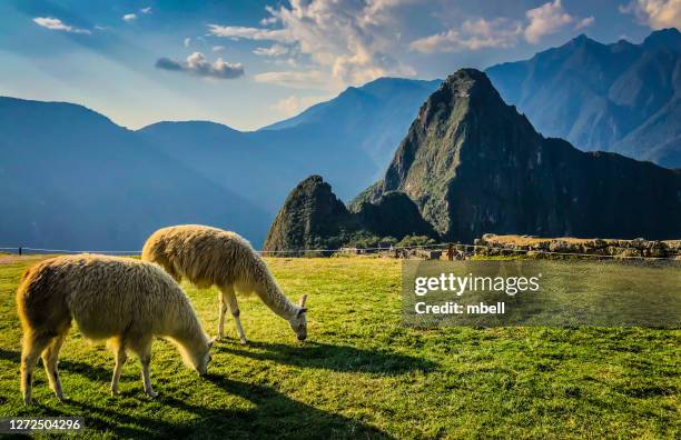 alpacas at machu picchu peru - machu pichu stock pictures, royalty-free photos & images