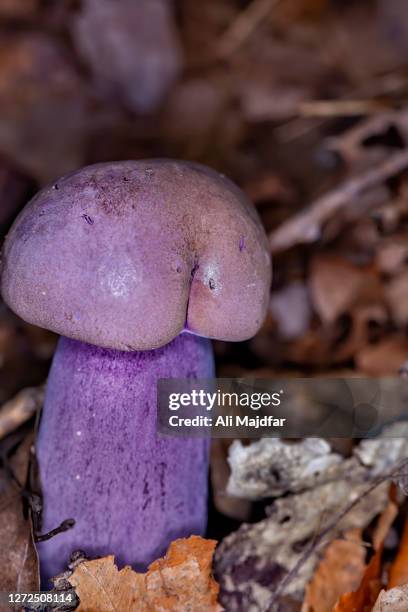 violet gray bolete - piemel stockfoto's en -beelden