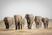 Large elephant herd walking in dust in Savuti in Botswana