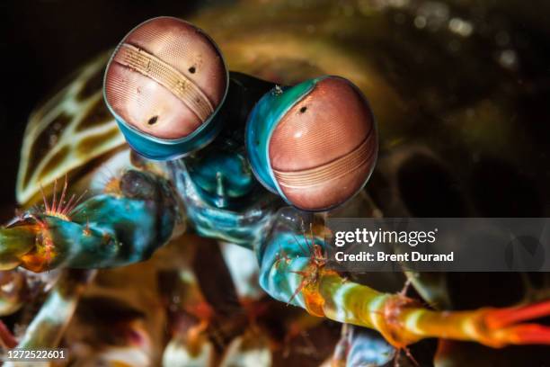 peacock mantis shrimp eyes - mantis shrimp stock pictures, royalty-free photos & images