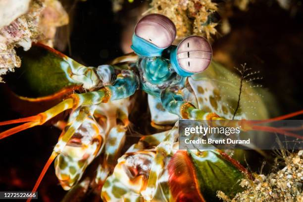 peacock mantis shrimp - odontodactylus scyllaru - mantis shrimp stock pictures, royalty-free photos & images