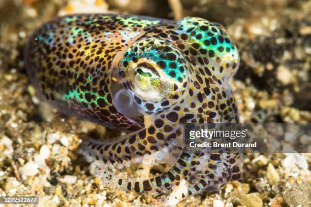bobtail squid - euprymna berryi - kalamar stock-fotos und bilder