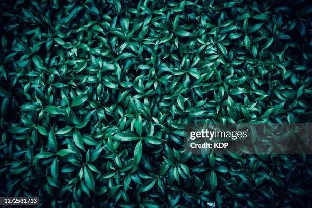Shrubbery Pattern Shrubbery Background Fotografías e imágenes de stock - Getty Images