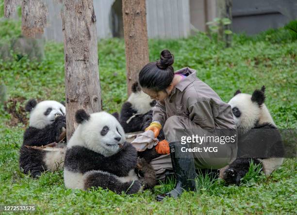 Keeper feeds giant panda cubs at Shenshuping Panda Base of China Conservation and Research Center for the Giant Panda on September 12, 2020 in Aba...