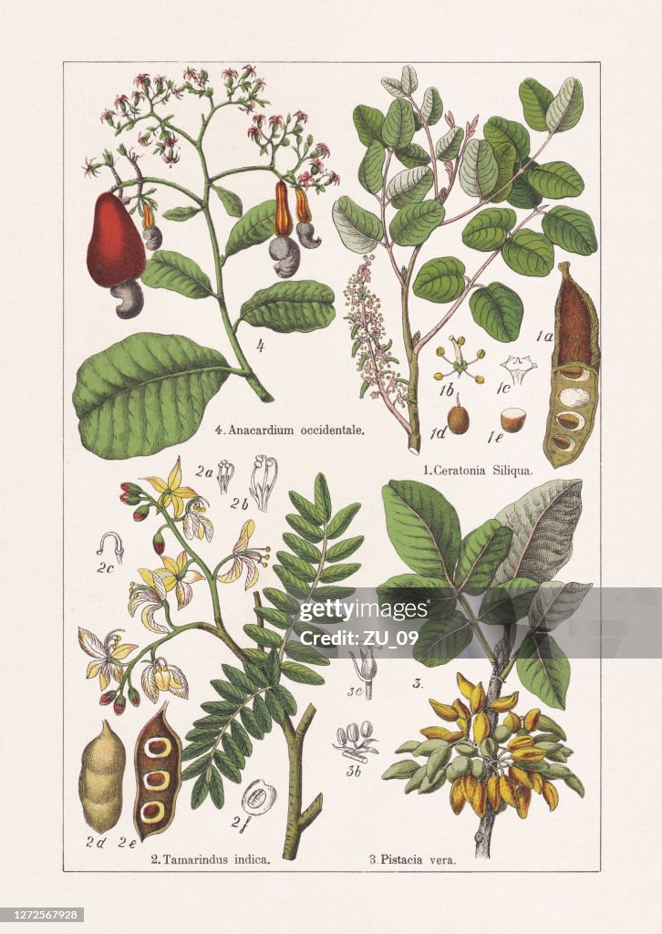 Fabaceae, Anacardiaceae, Chromolithograph, erschienen 1895
