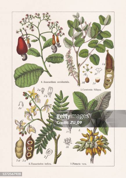 stockillustraties, clipart, cartoons en iconen met fabaceae, anacardiaceae, chromolithograaf, gepubliceerd in 1895 - meeldraad