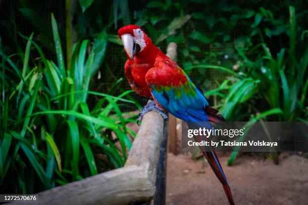 red-and-green macaw portrait on dark background - foz do iguacu stock pictures, royalty-free photos & images