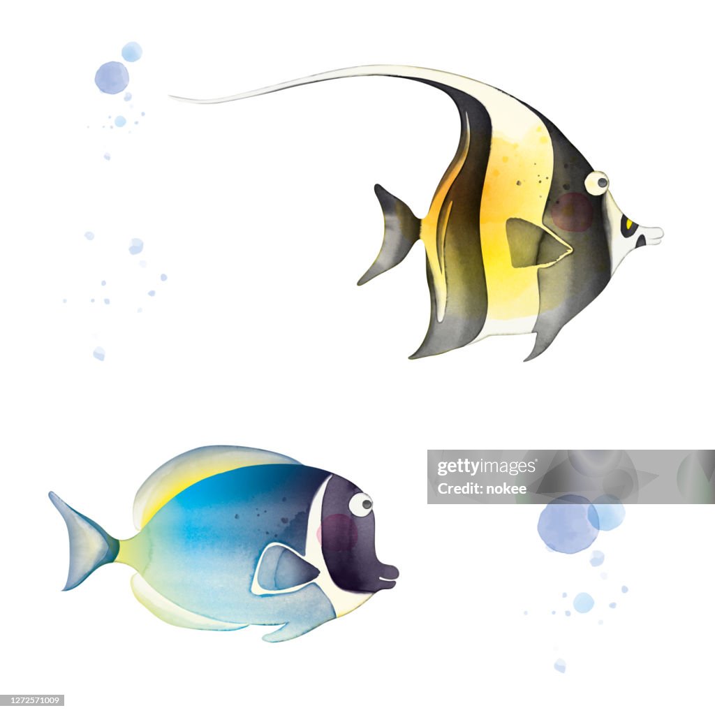 Moorish Idol & Powder blue Tang