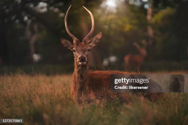 deer - richmond upon thames stock pictures, royalty-free photos & images