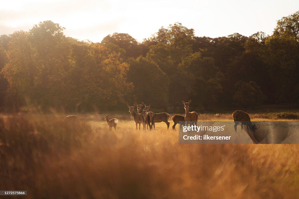 Deer