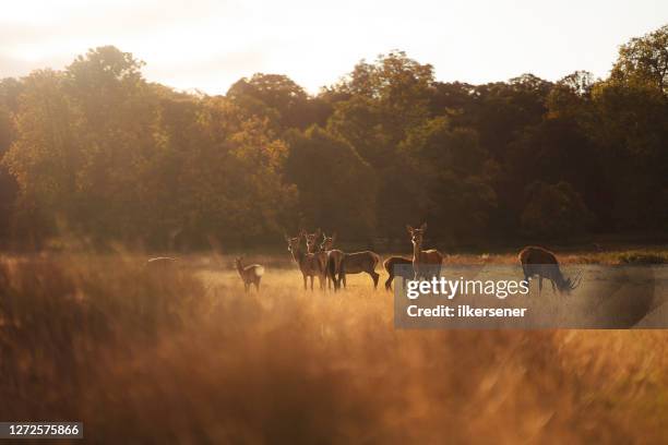 deer - fawn stock pictures, royalty-free photos & images