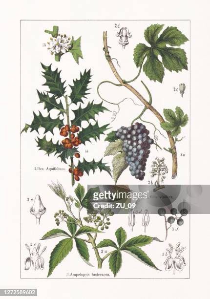 aquifoliaceae, vitaceae, chromolithograph, erschienen 1895 - botany stock-grafiken, -clipart, -cartoons und -symbole