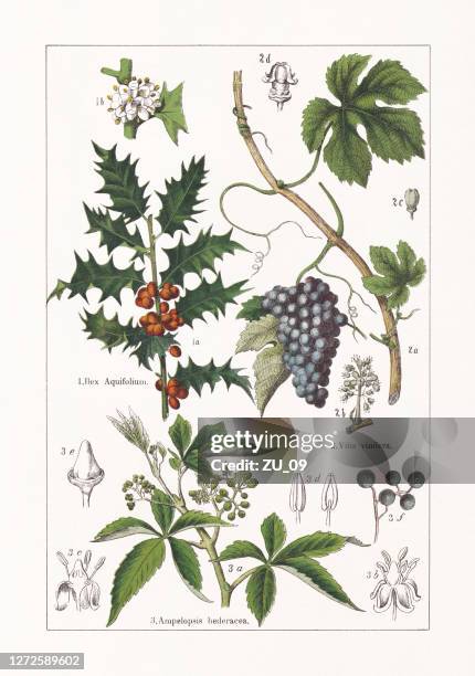 ilustraciones, imágenes clip art, dibujos animados e iconos de stock de aquifoliaceae, vitaceae, cromolitógrafo, publicado en 1895 - uva