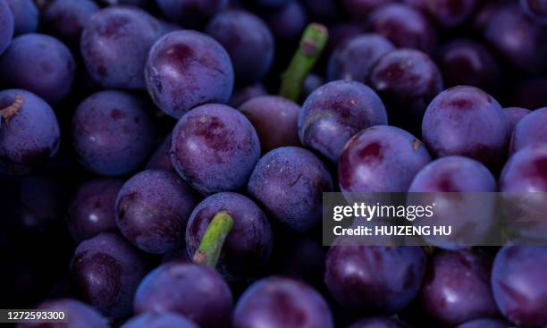 purple grapes - 赤ぶどう ストックフォトと画像