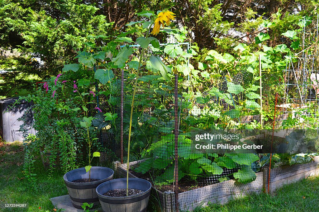 Vegetable Garden in Backyard
