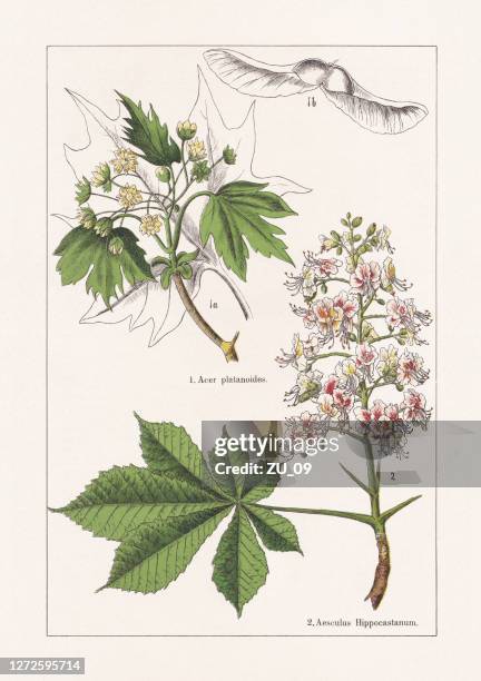 illustrations, cliparts, dessins animés et icônes de sapindaceae, chromolithographe, publié en 1895 - horse chestnut