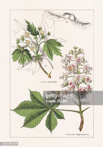 illustrazioni stock, clip art, cartoni animati e icone di tendenza di sapindaceae, chromolithograph, pubblicato nel 1895 - castagno