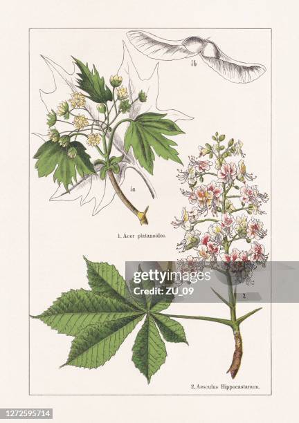 stockillustraties, clipart, cartoons en iconen met sapindaceae, chromolithograaf, gepubliceerd in 1895 - kastanjebloesem
