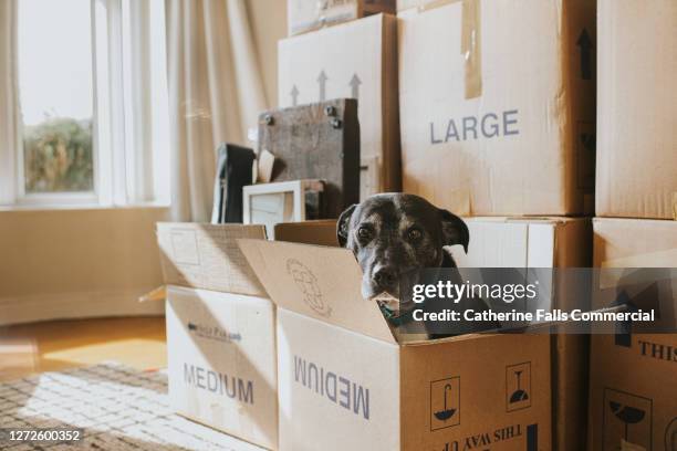 a dog in a cardboard box on moving day - déménagement photos et images de collection