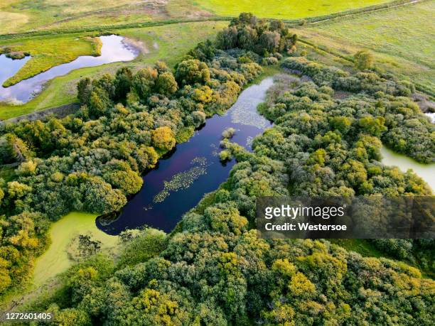 swamp area - forest denmark stock pictures, royalty-free photos & images