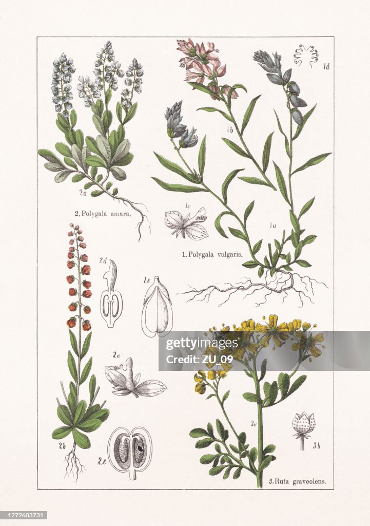 Polygalaceae, Rutaceae, chromolithograph, published in 1895