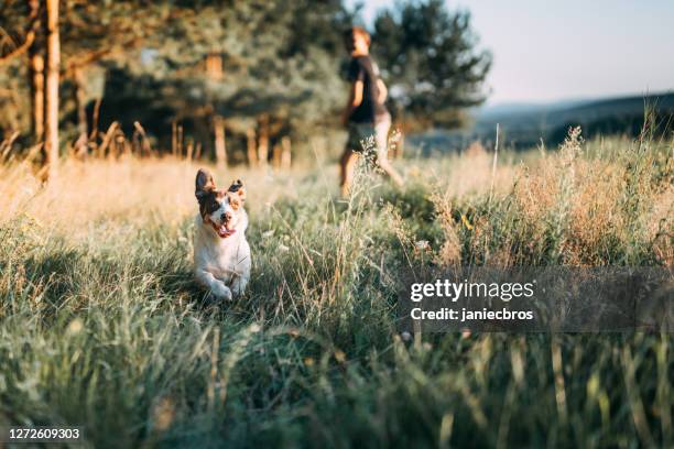 hund spielt auf einem spaziergang. wiese - dog and ball stock-fotos und bilder