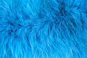 Azure furry texture. Abstract animal navy blue fur background