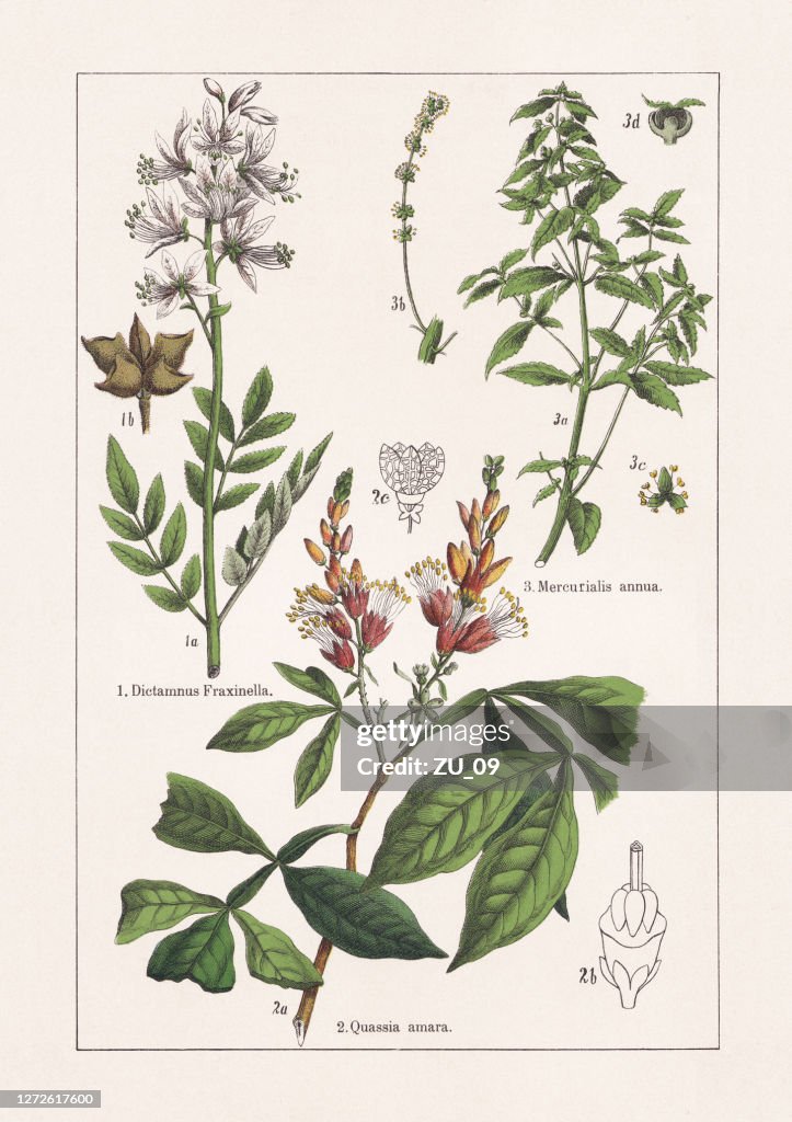Rutaceae, Simaroubaceae, Euphorbiaceae, chromolithograph, published in 1895