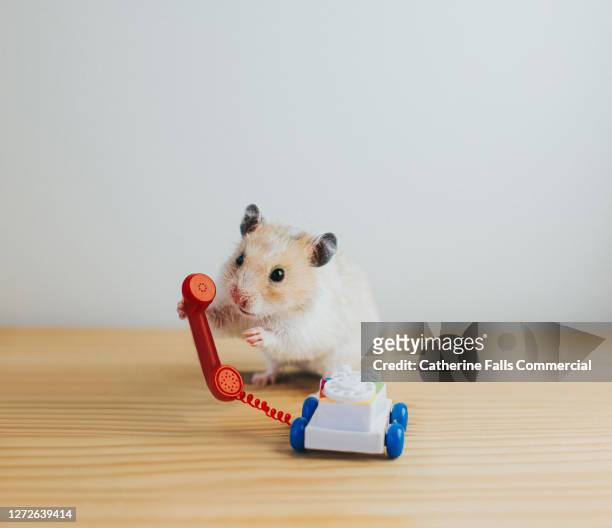 hamster making a phone call - cute mouse 個照片及圖片檔