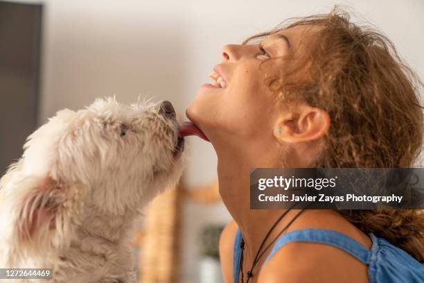 white dog licking girl's face - dog licking face stock-fotos und bilder