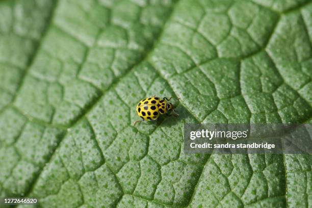 a tiny 22 spot ladybird, psyllobora vigintiduopunctata, perched on an a comfrey leaf. - mildew fotografías e imágenes de stock