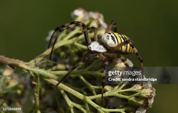 a hunting female wasp spider, argiope bruennichi, on a flower. - getingspindel bildbanksfoton och bilder