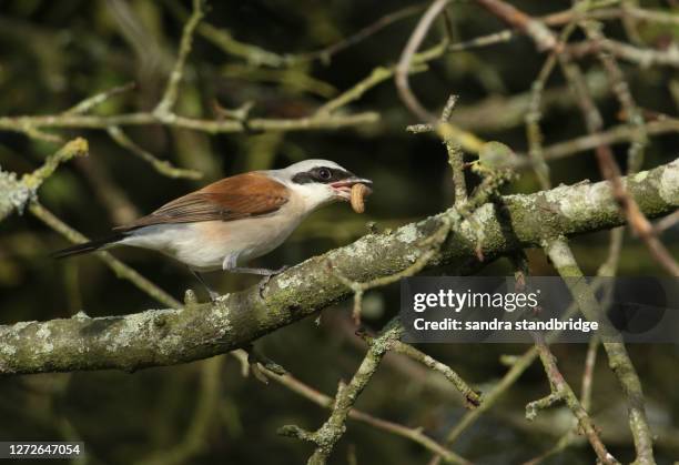 a rare red-backed shrike, lanius collurio, perched on a branch of a tree. it has a caterpillar in its beak which it has just caught and is about to eat. - larve stock-fotos und bilder