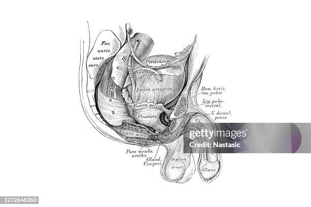 ilustraciones, imágenes clip art, dibujos animados e iconos de stock de pelvis masculina recién nacida - escroto