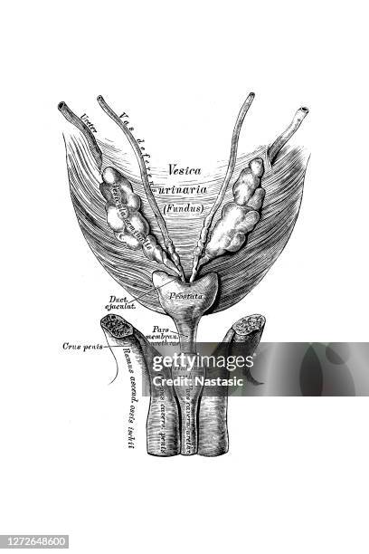 Bladder Anatomy Photos and Premium High Res Pictures Biology Diagrams
