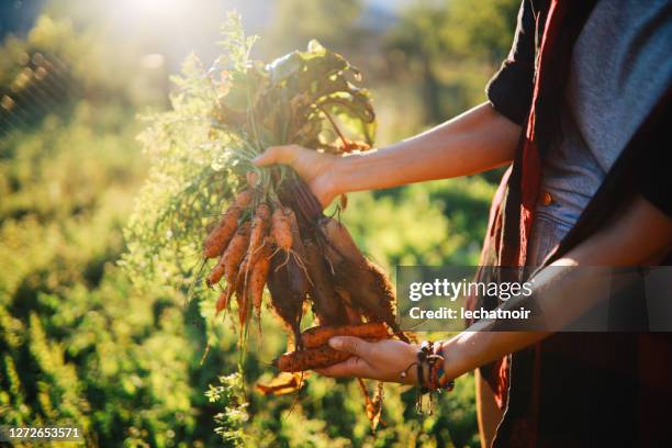 close up image of woman's hands working on the organic farm - carrot farm stock pictures, royalty-free photos & images