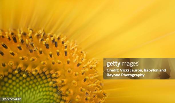 beautiful close up design of cheerful sunflower in pennsylvania - sonnenblume stock-fotos und bilder