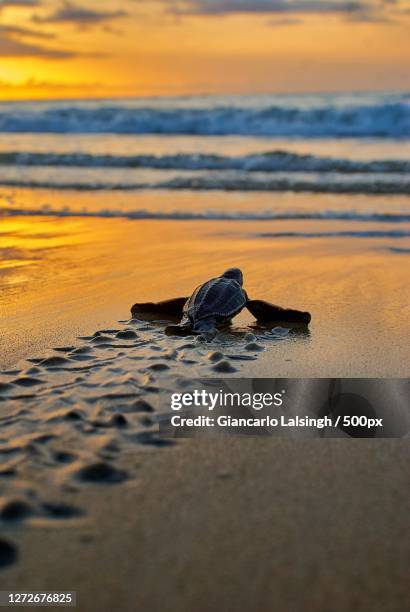 small sea turtle crawling back to the ocean on beach against sky during sunset, black rock, western tobago, trinidad and tobago - trinidad and tobago stock pictures, royalty-free photos & images