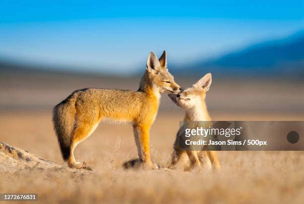 3,244 Desert Animals Cute Photos and Premium High Res Pictures - Getty  Images