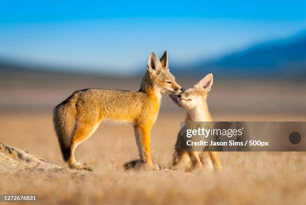 two young kit foxes on the grassland, salt lake city, utah, united states - baby animals stock pictures, royalty-free photos & images