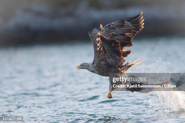 close-up of eagle flying over sea and catching fish, bergen, hordaland, norway - raptors stockfoto's en -beelden